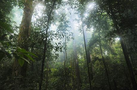 30+ Surprising and Innovative Ways For You To Save Rainforests jungle-rainforest-trees-green-nature