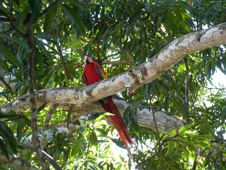 30+ Surprising and Innovative Ways For You To Save Rainforests parrot-bird-costa-rica-rainforest