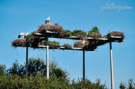 Aveiro District storks