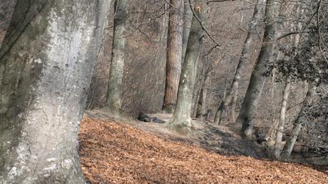 What winter left behind _DSC7506-3