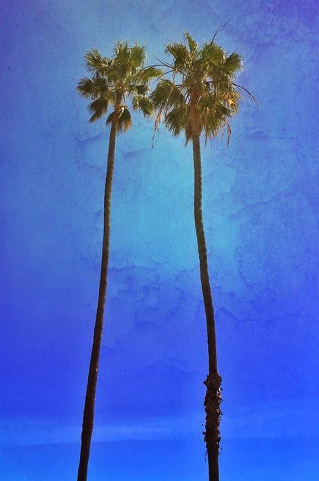 Coupled Palms © lynette sheppard