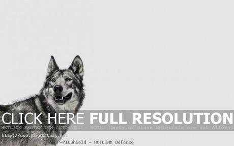 The Howling Wolves The Howling Wolves