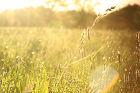 35+ Stupendous Ways To Stay Green And Protect Our Planet help-environment