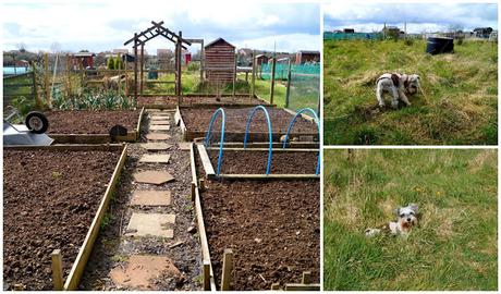 our plot and theirs - growourown.blogspot.com ~ an allotment blog