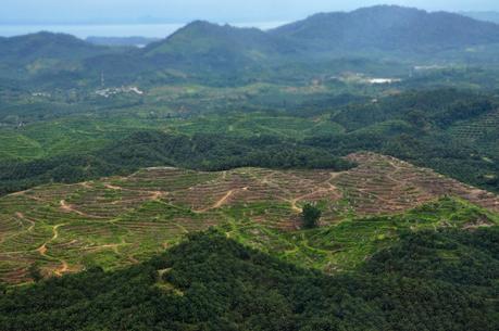 Palming off the forests: implications of introducing oil palm plantations in North-east India