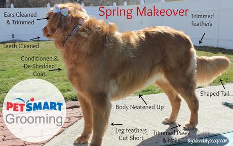 dog grooming, golden retriever, Spring makeover, PetSmart, grooming