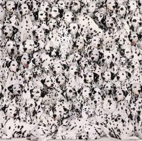 Top 10 Almost Unsolvable World’s Hardest Jigsaw Puzzles Dalmatians Jigsaw Puzzle - 529 Pieces