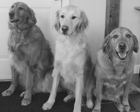 golden retriever dogs, siblings day, #blackandwhitesunday