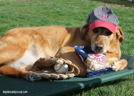 golden retriever dog, Boston Red Sox, Fenway Park, Opening Day