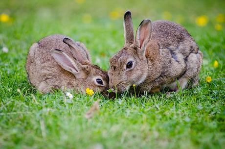 european-rabbits-bunnies-grass