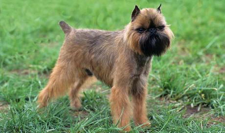 The Brussels griffon The Brussels griffon