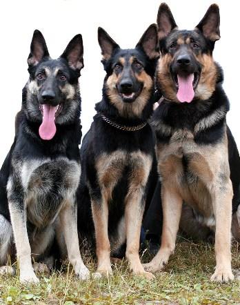 The German Shepherd Dog The German Shepherd Dog