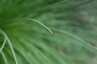 Yucca queretaroensis Leaf (28/02/2016, Kew Gardens, London)