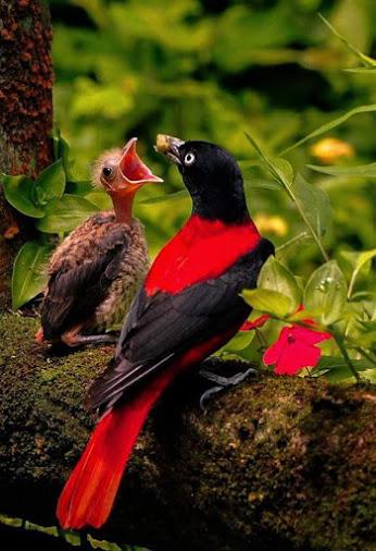 Majesty of a Mother’s love. Majesty of a Mother’s love.