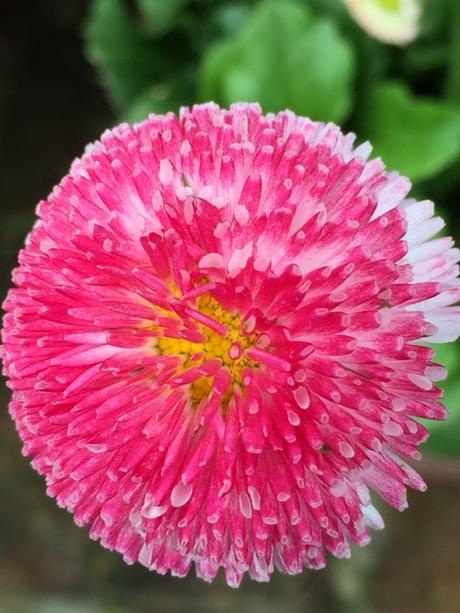 pink bellis daisies