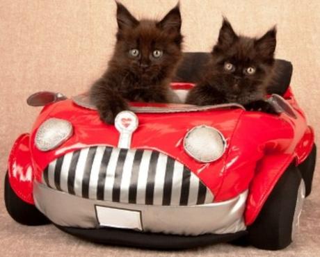 Top 10 Fully Licensed Cats Who Drive For a Living