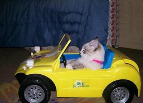 Cat Driving A Buggy
