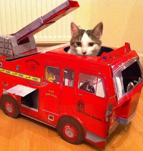 Cat Driving A Fire Engine