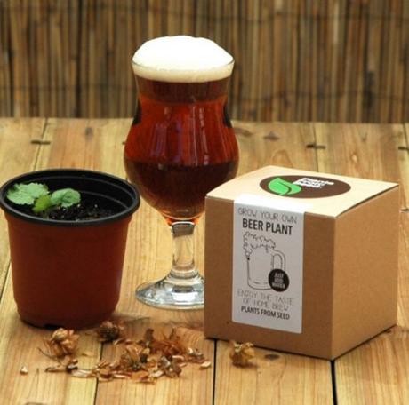 Grow Your Own Beer Plant