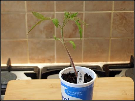 What makes a good Tomato plant?