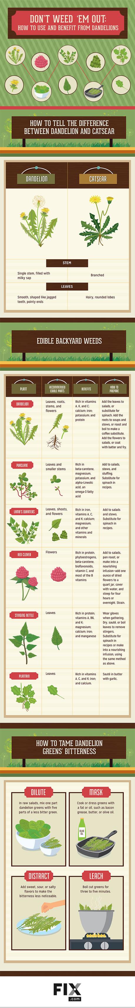 Benefits of Dandelions and other Garden Weeds