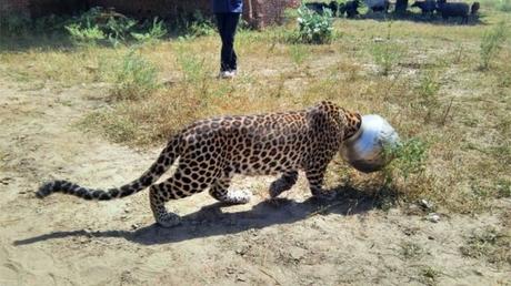 hot summer ~ thirsty animals ~ and leopard has its head struck !!