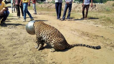 hot summer ~ thirsty animals ~ and leopard has its head struck !!
