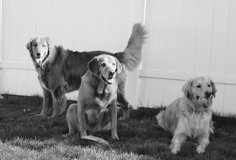 golden retriever dogs #blackandwhitesunday