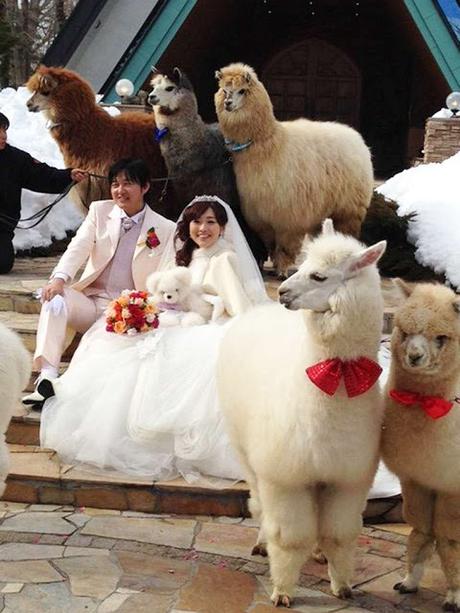 hiring Alpacas for marriage .. !!