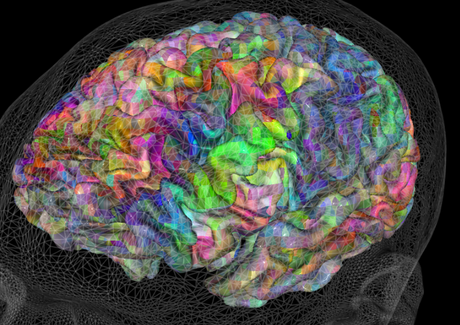 Semantic maps in our brains - and some  interactive graphics