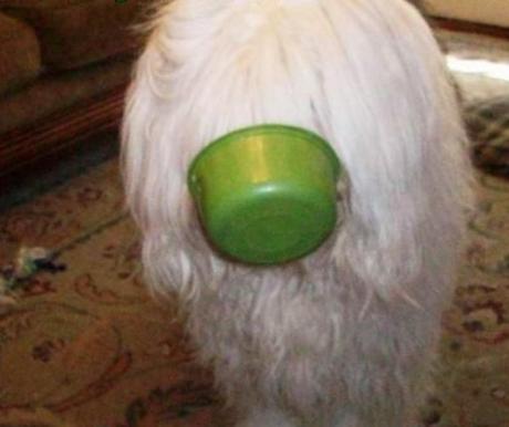 Top 10 Greedy Or Hungry Dogs That Need Feeding Hungry Dog