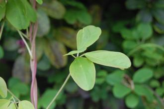 Akebia quinata Leaf (23/04/2016, Kew Gardens, London)