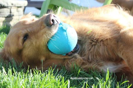 golden retriever dog and his ball in the grass #wordlesswednesday