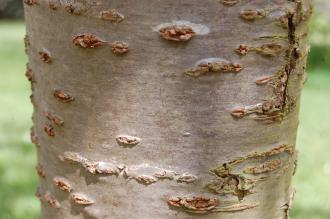 Prunus serrulata Bark (23/04/2016, Kew Gardens, London)