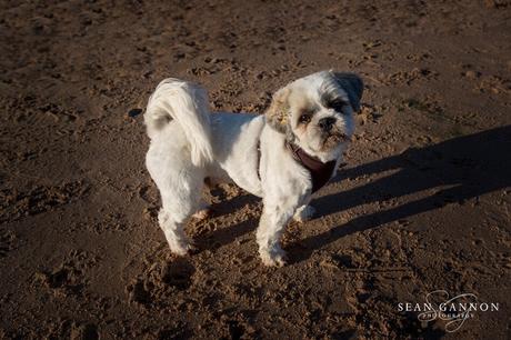 Portishead Wedding Photographer Dog Photography Portishead
