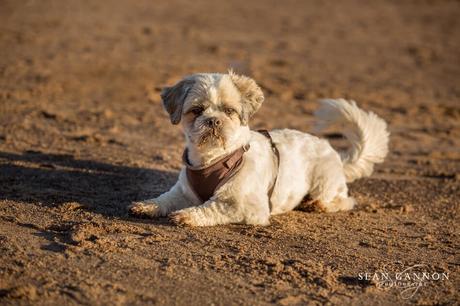 Portishead Wedding Photographer Portishead Wedding Photographer - Pet Photography