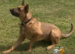 Man rescues dog, who rescues a tiny hummingbird Rex