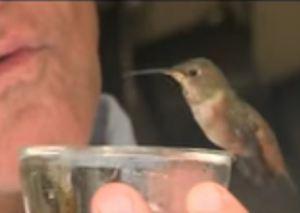 Man rescues dog, who rescues a tiny hummingbird Hummer