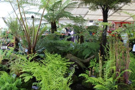 RHS Malvern Spring Show 2016 Fernatix