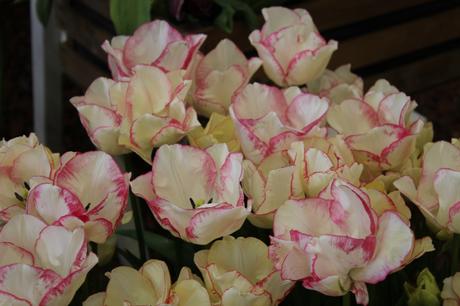RHS Malvern Spring Show 2016 Tulip Rosy Bouquet