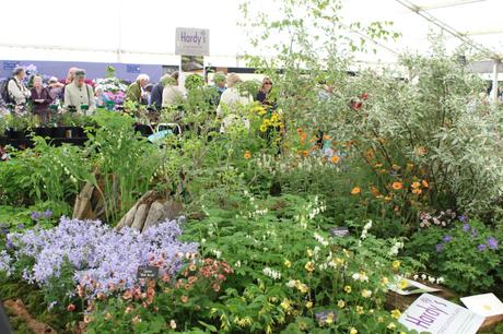 RHS Malvern Spring Show 2016 Hardys Plants