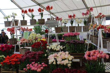 RHS Malvern Spring Show 2016 IMG_4814