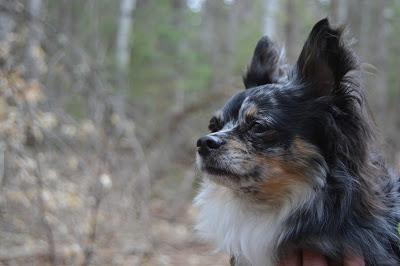 #Photos: #Hiking trip with our #Chihuahua friend Yoshi, #Ontario #Canada