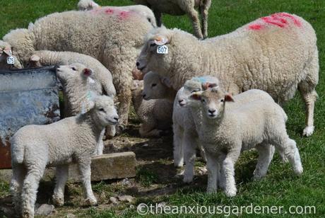 Lambs, South Downs Way
