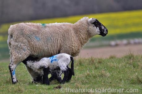 Ewe and lamb, South Downs Way