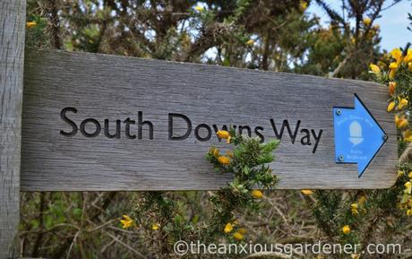 South Downs Way (10)