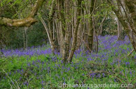 Bluebells, South Downs Way