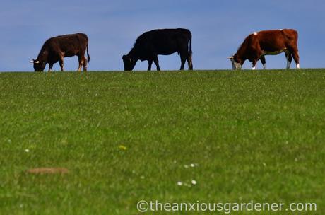 Cows, South Downs Way (1)