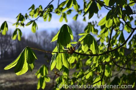 Horse-chestnut leaves