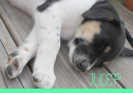 Homemade Grain-Free Dog Treats for Julep’s 3rd Birthday Introducing-Julep